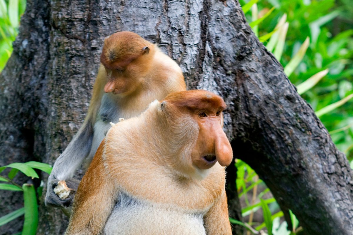 Water Village & Proboscis Monkey