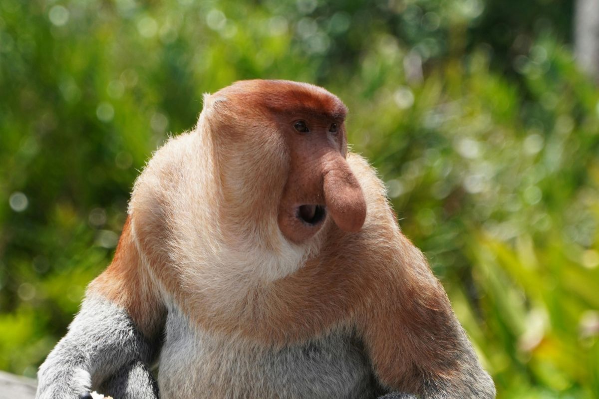 Discover Proboscis Monkey